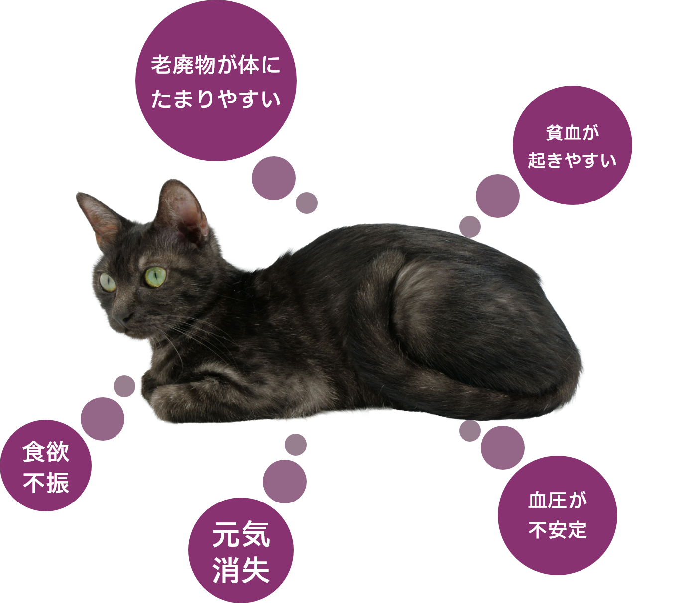 慢性腎臓病の猫