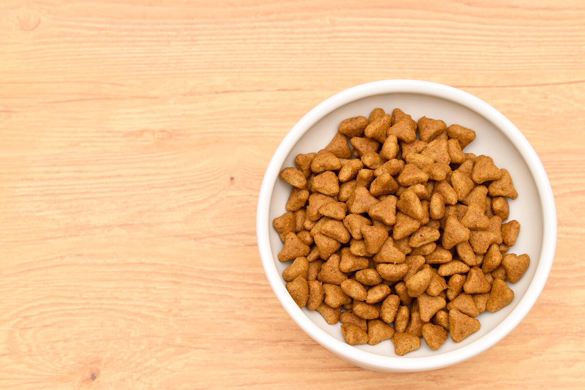 猫の療法食の主な種類