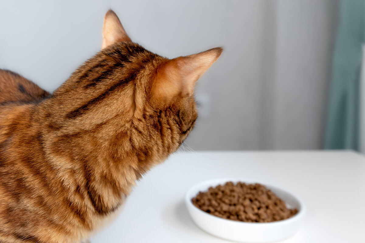 療法食を止めていいタイミング