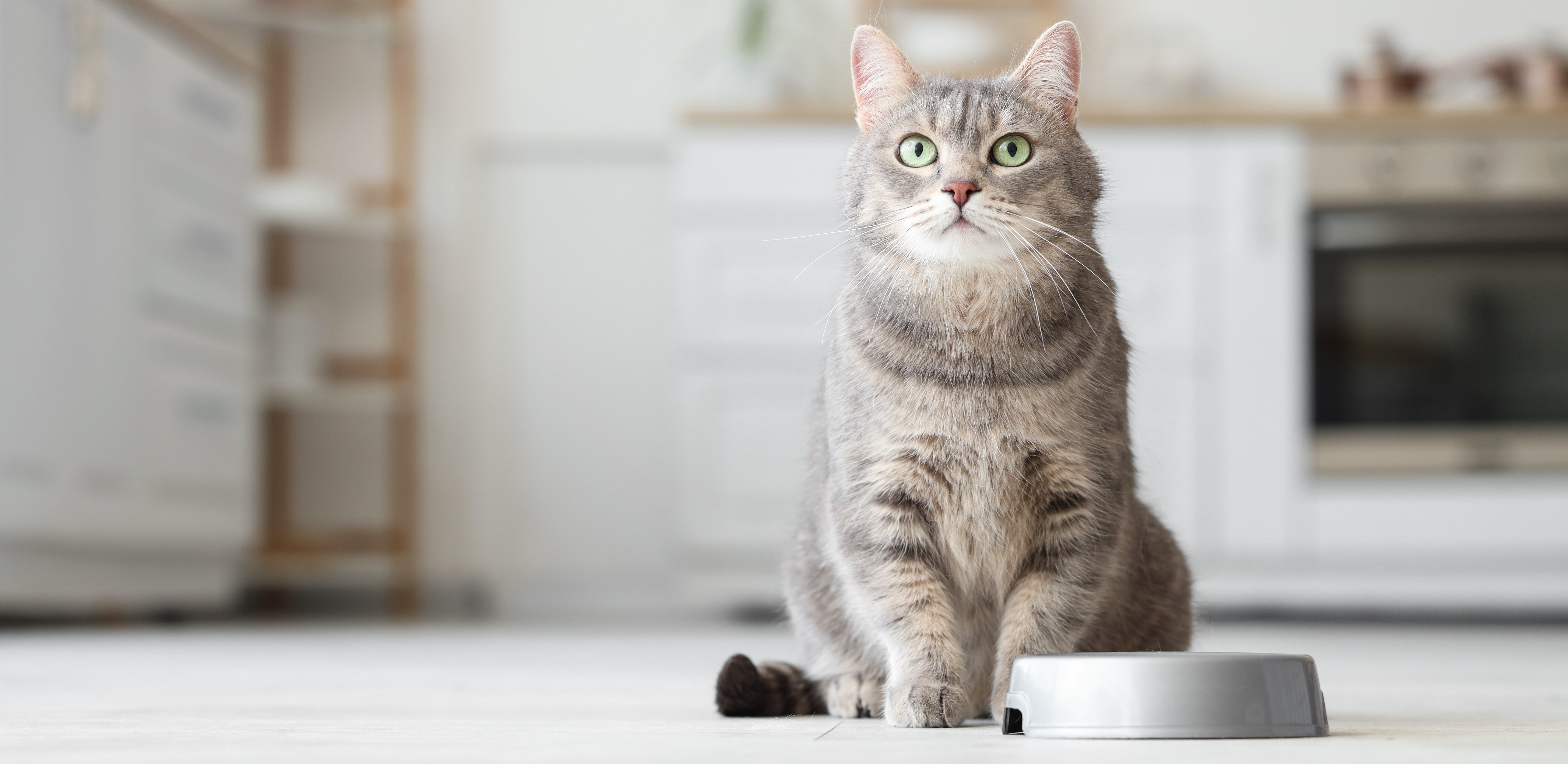 CKDで重要とされる食事内容