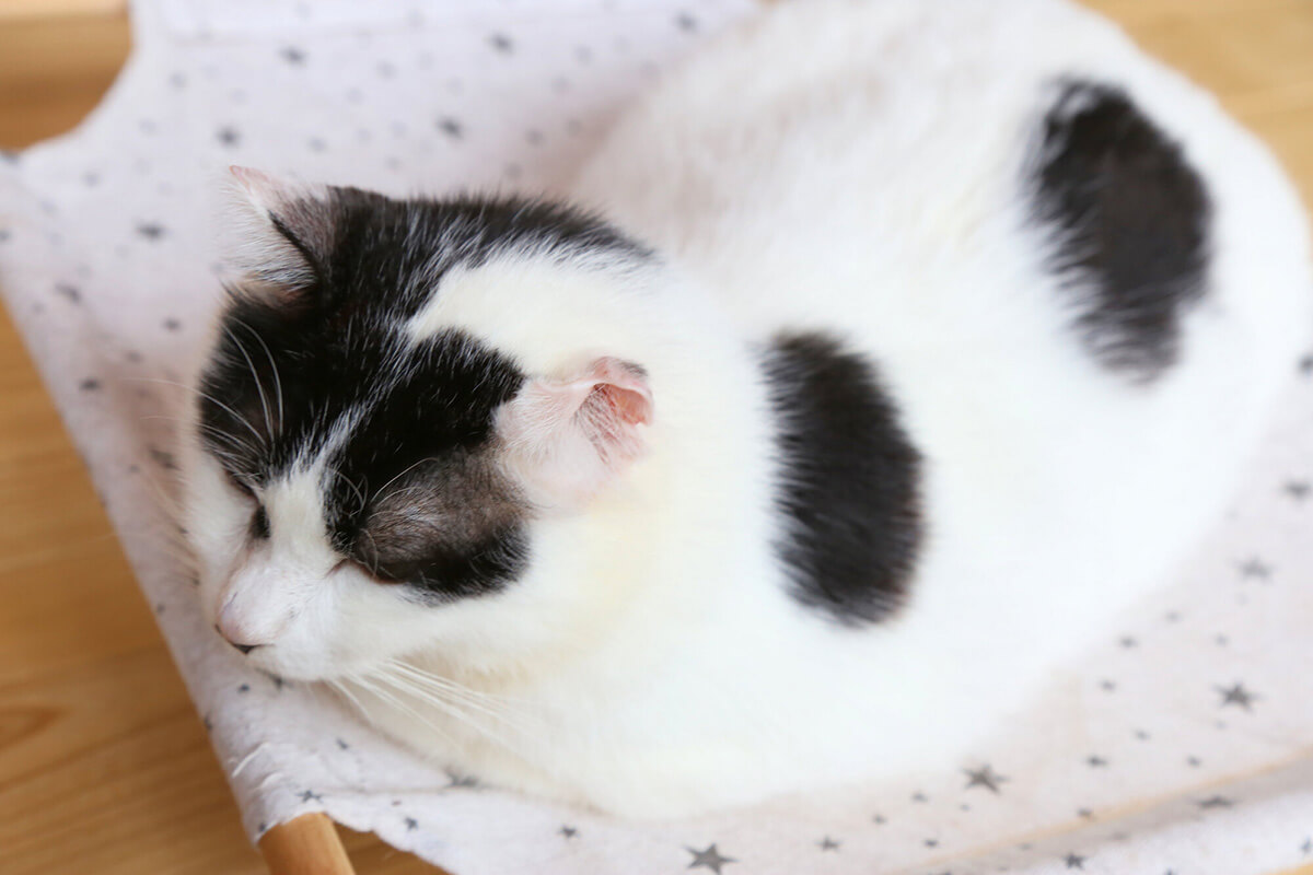 猫の皮膚病の主な症状