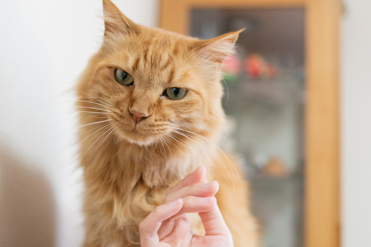 猫の皮膚病を引き起こす主な原因