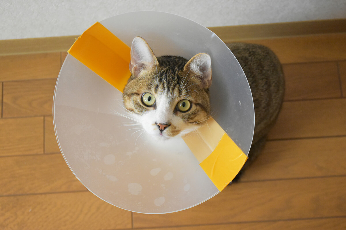 猫がかかりやすい代表的な6つの皮膚病