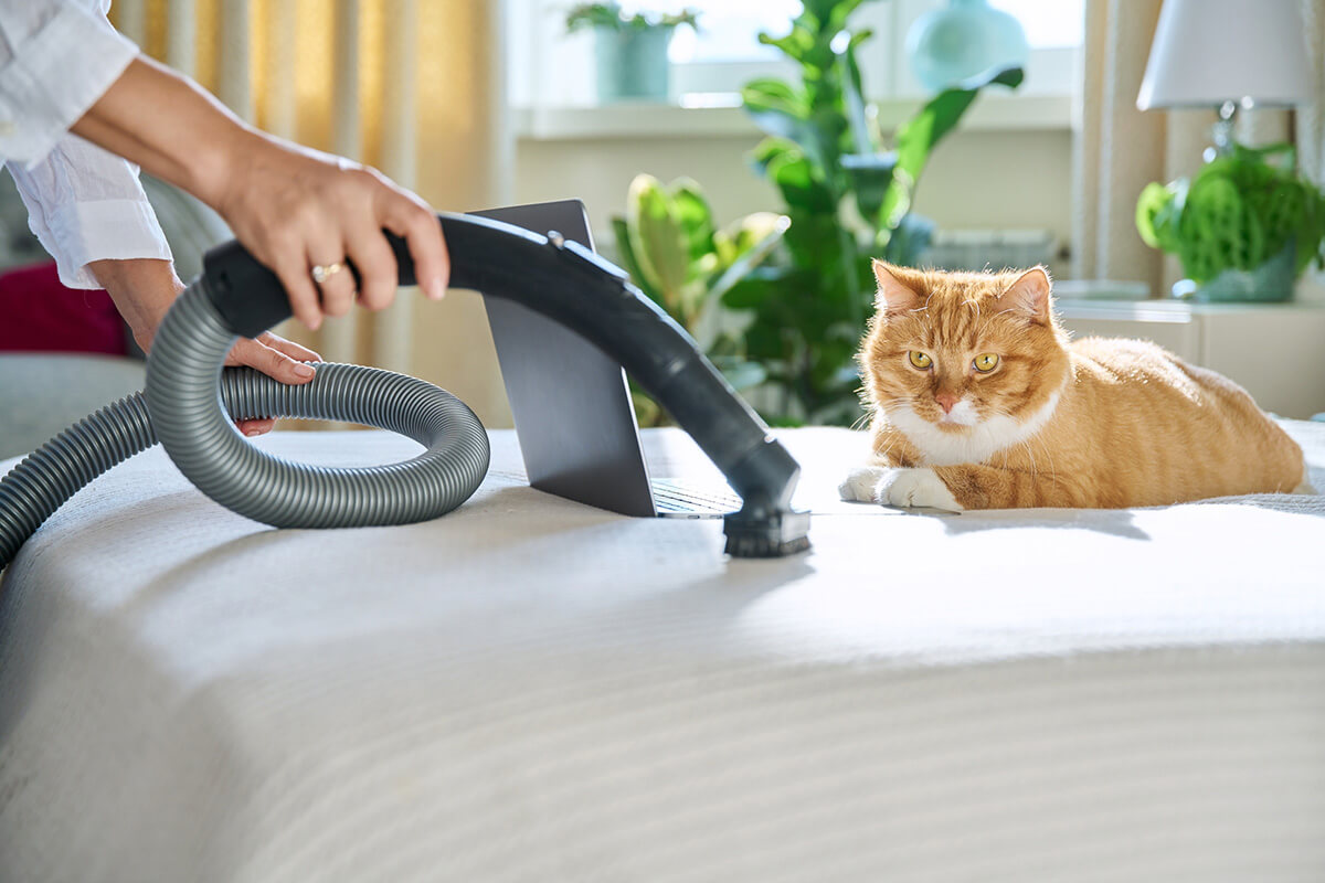 猫の皮膚病の予防法