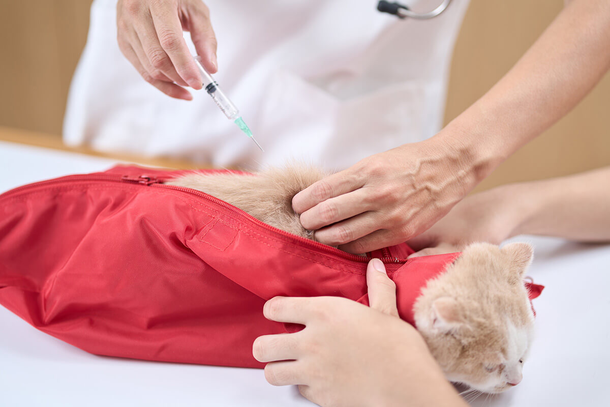 猫の糖尿病の主な治療法