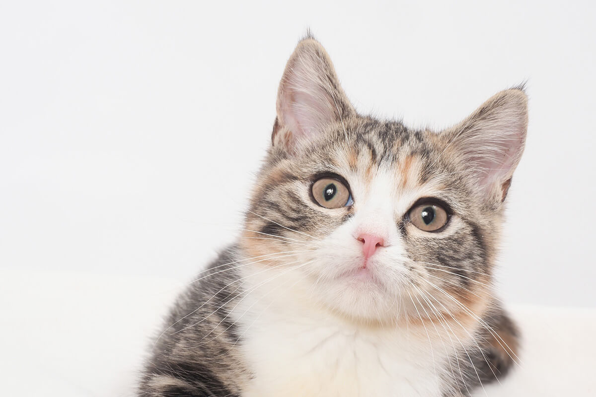 猫の腎臓病とは