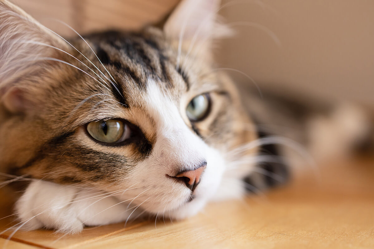 猫の腎臓病の原因