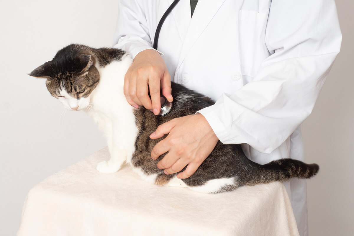 猫の腎臓病の症状