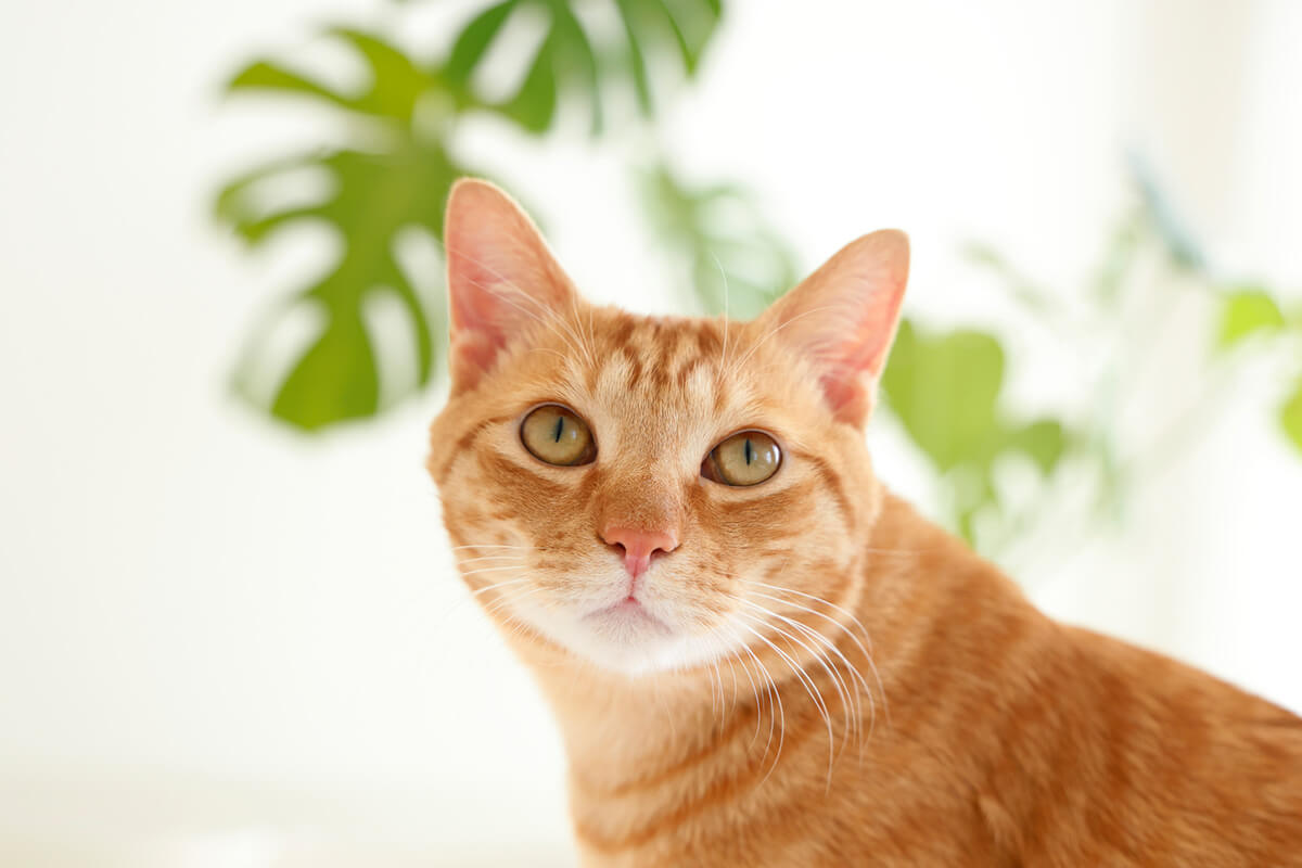 猫の腎臓病を早期発見する3つのポイント