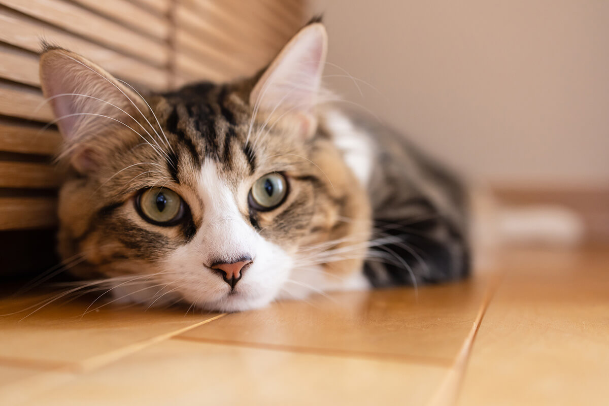 猫の尿石症とは