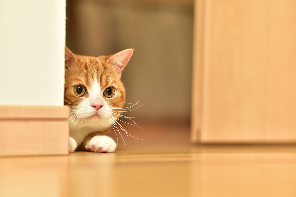 猫の尿石症の治療法