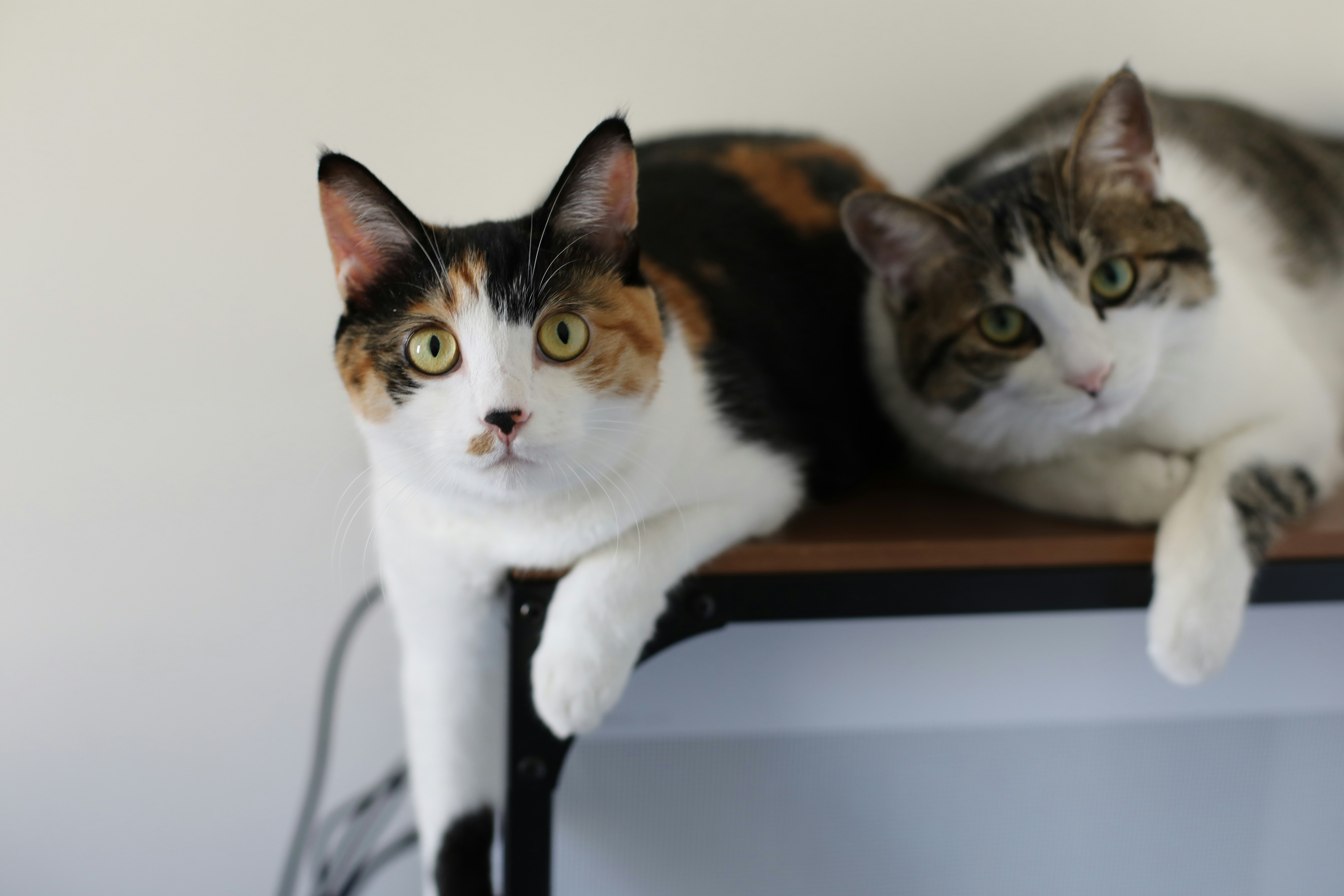 猫の混合ワクチンは、どんな病気を防げるの?