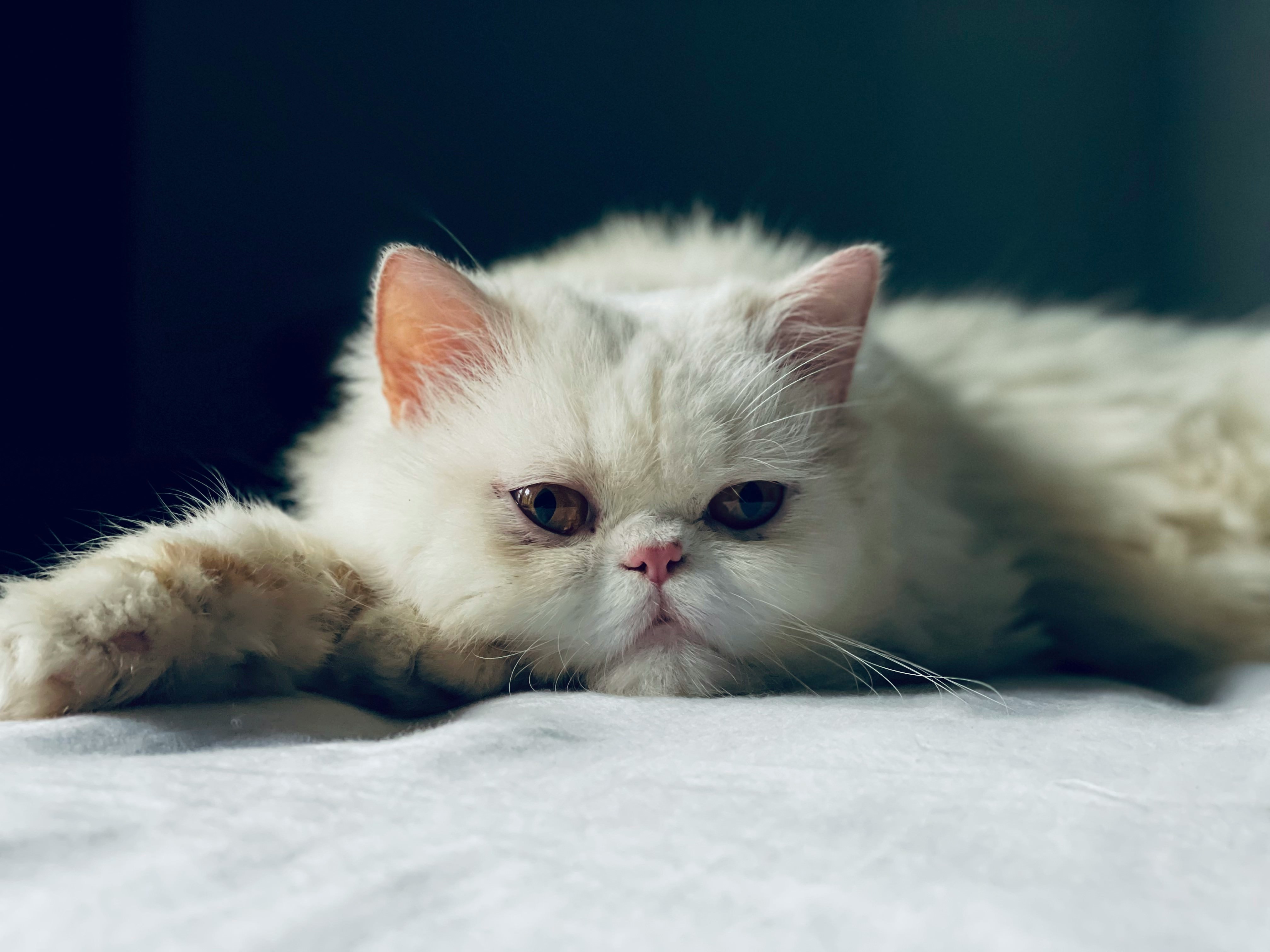 接種のスケジュールは?費用はどの程度かかる?