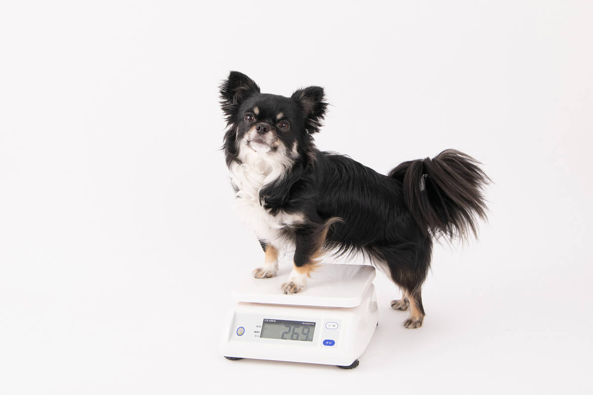 犬の体重・体型にかかわる7つの要素