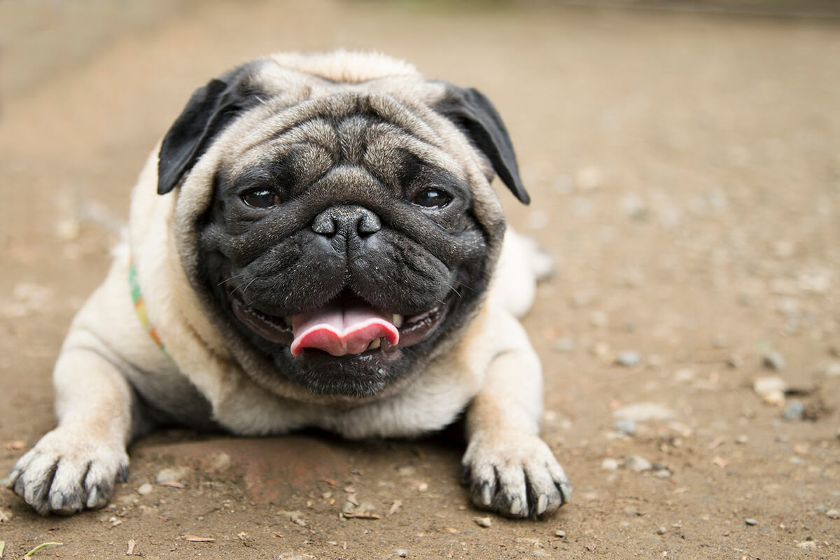 犬の体重管理の方法