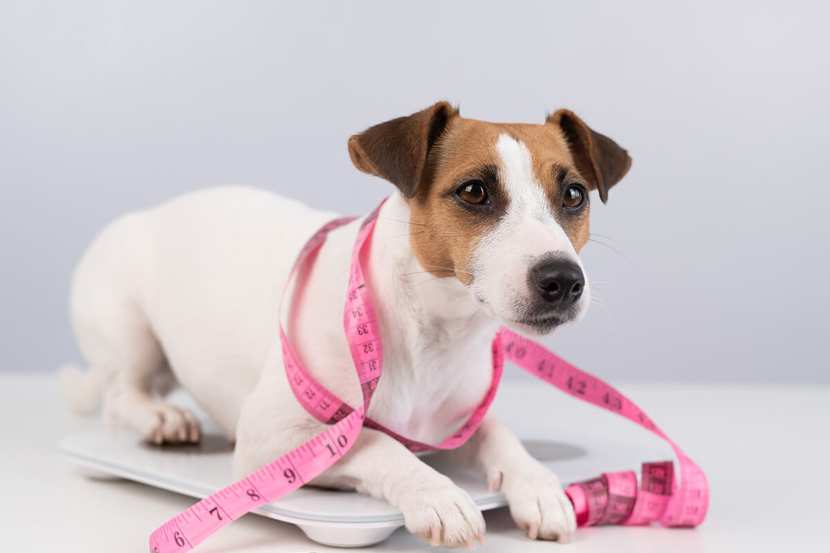 犬の体重管理