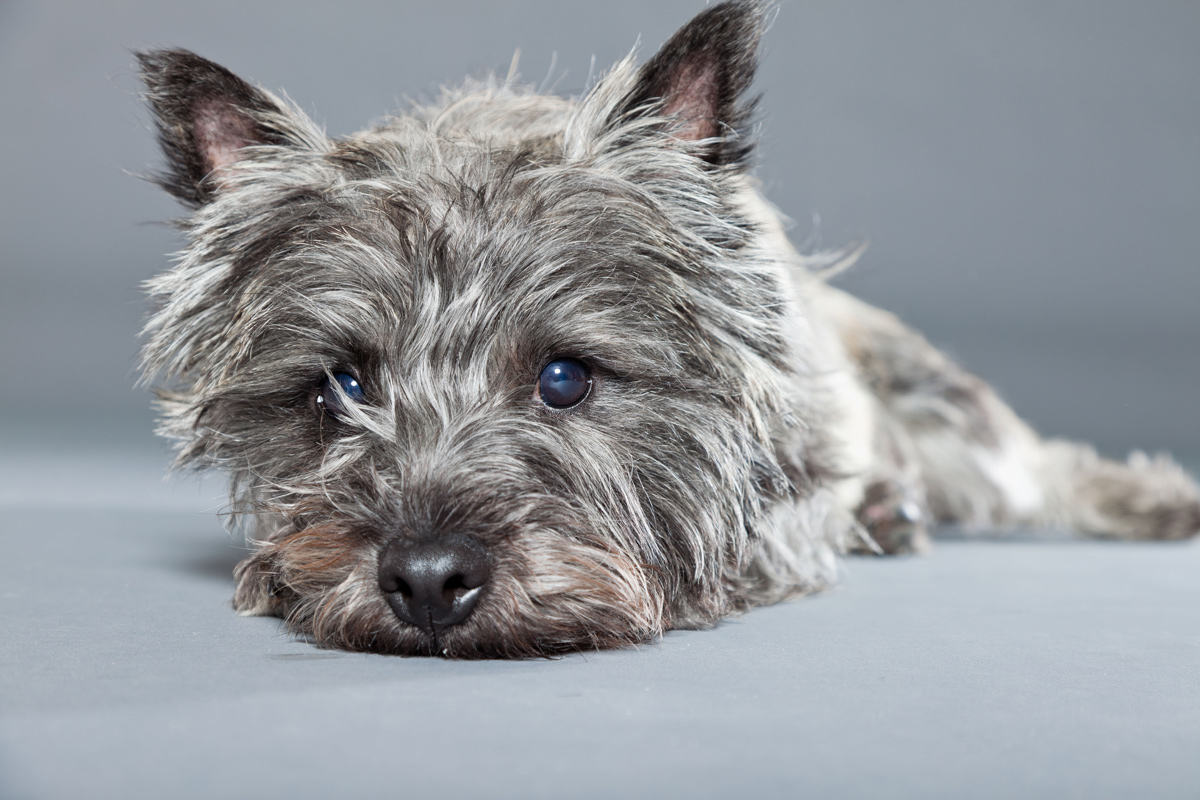 慢性腎臓病における食事療法の重要性 