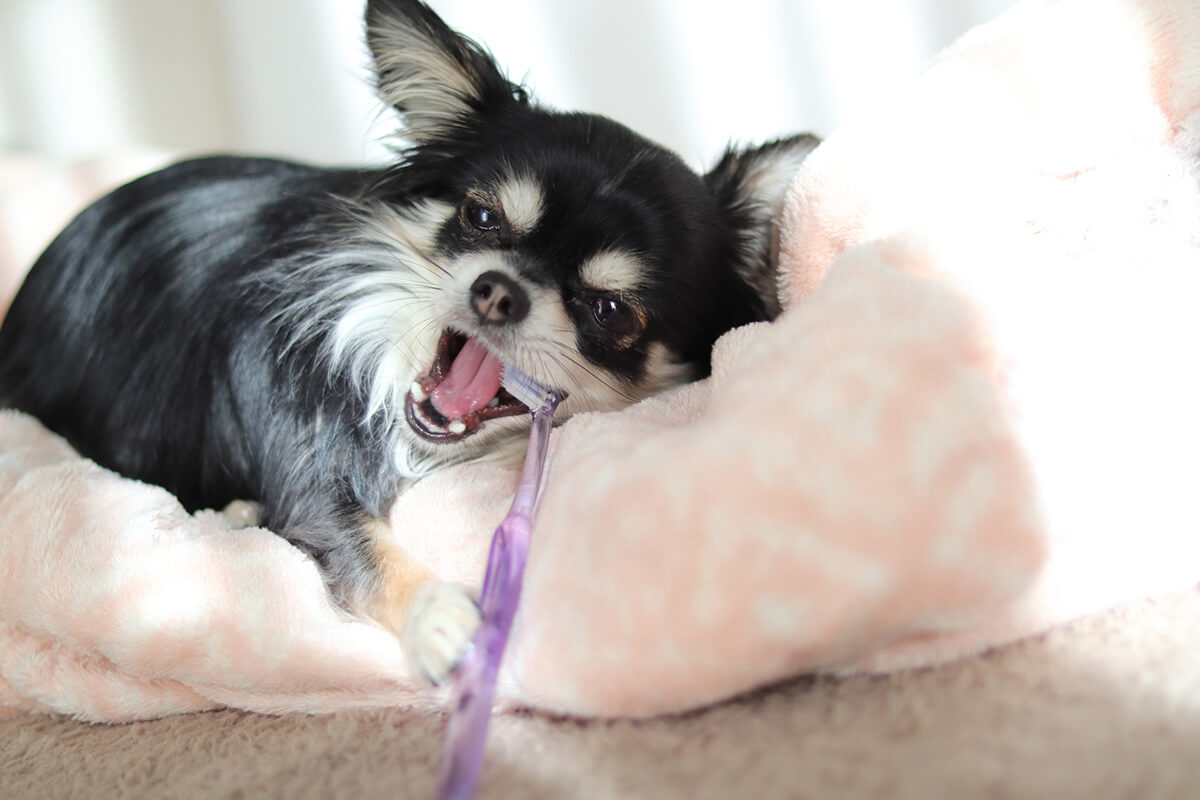 犬の歯磨き3つの注意点