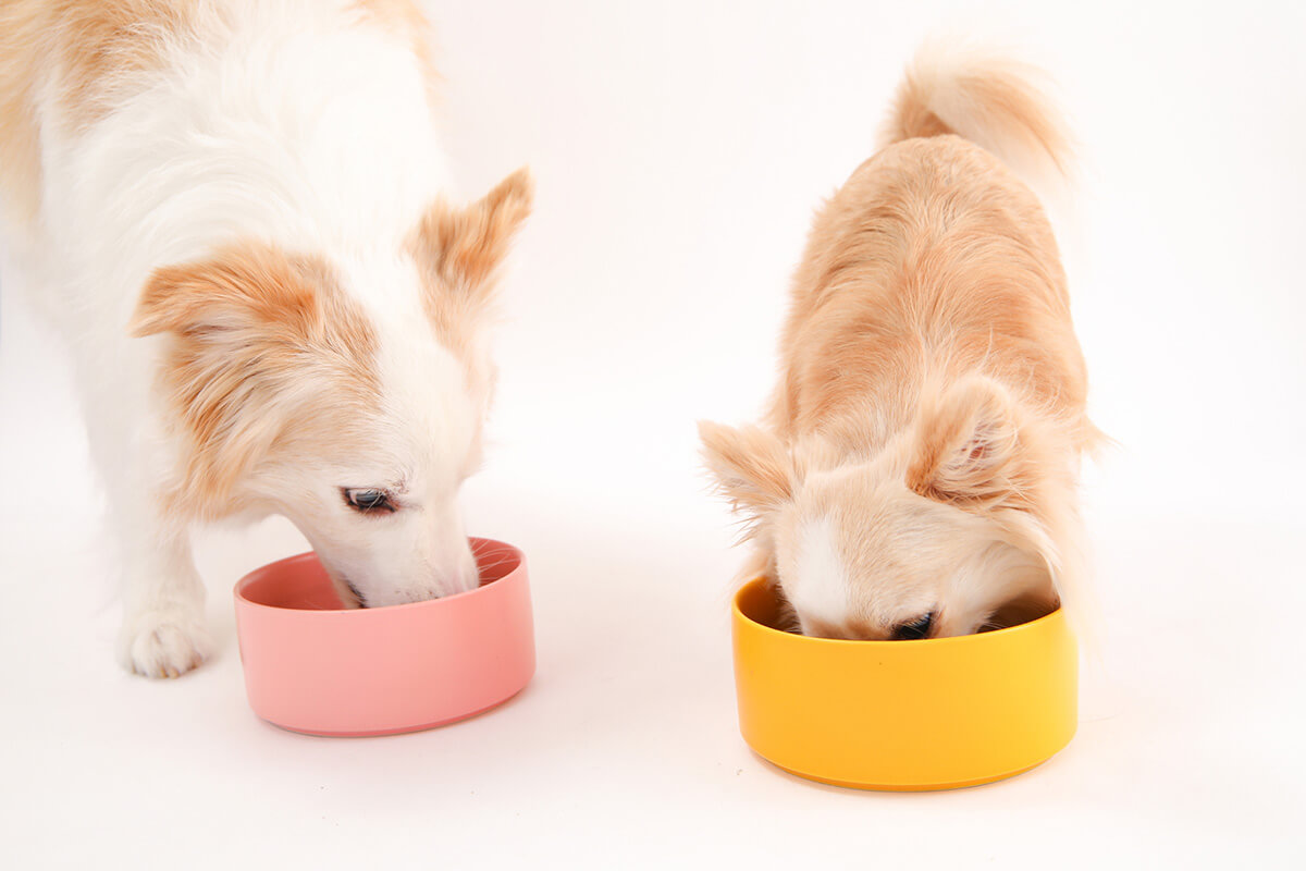 犬に療法食を与えるときの注意点