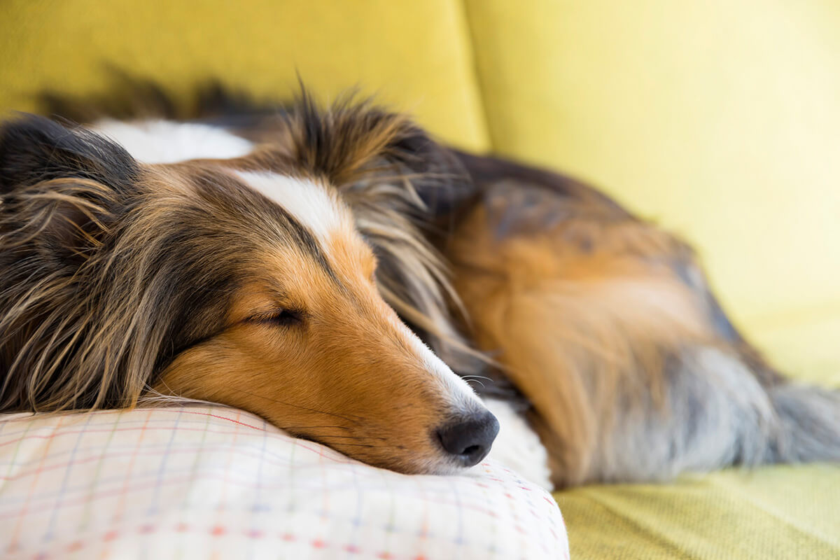 犬のてんかんの原因と種類
