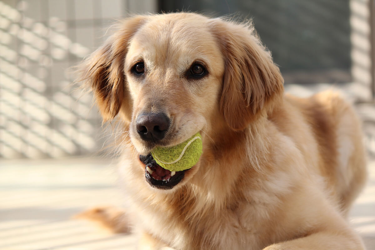 てんかんになりやすい犬種