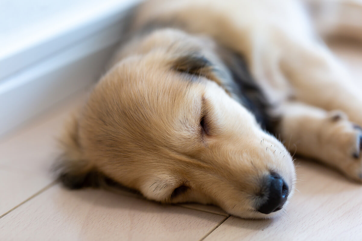 犬にてんかん発作が起きたときの対処法