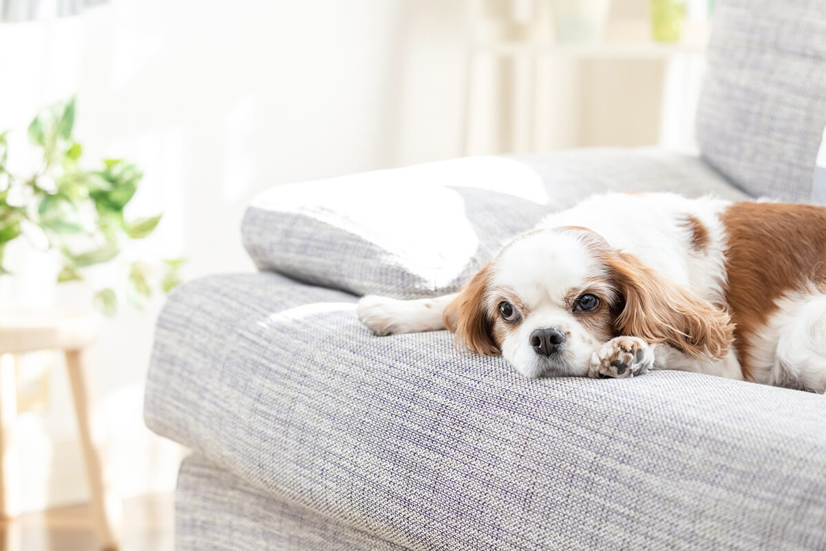 犬のてんかん発作の予防法3つ