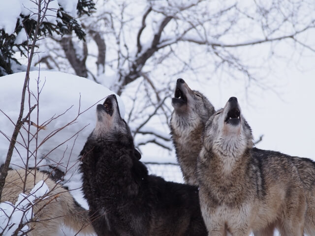犬たちは食べることが大好き！