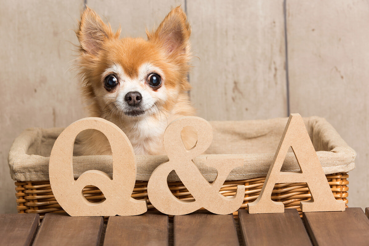 犬の脂肪酸に関するよくある疑問