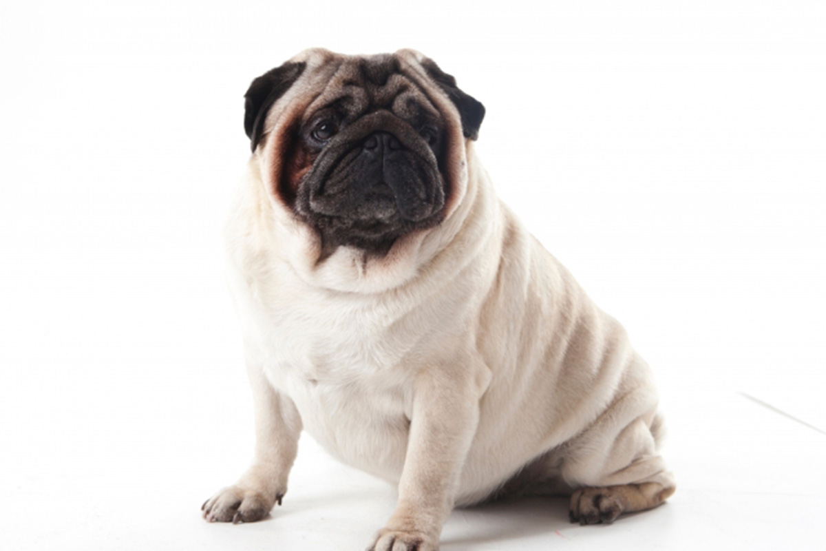 皮膚が荒れるメカニズム