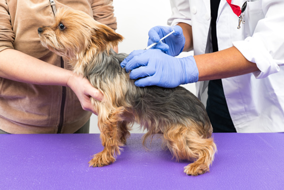 犬のIBDの診断、治療法は？