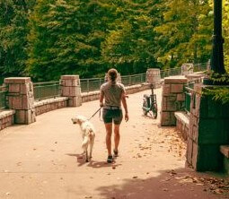 シニア犬の消化機能をサポート