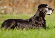 シニア犬の消化機能をサポート