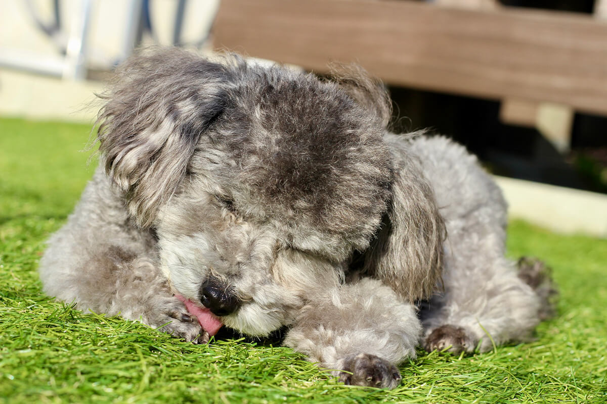 犬の皮膚病を引き起こす主な原因5つ