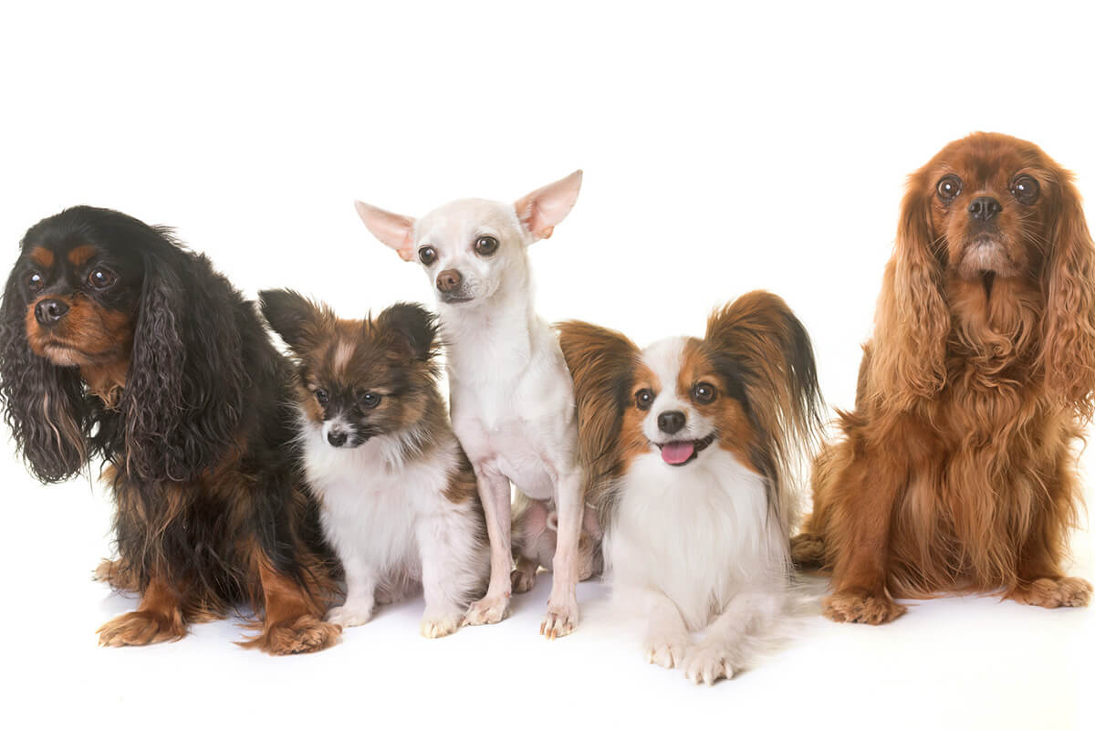 皮膚病にかかりやすい犬種