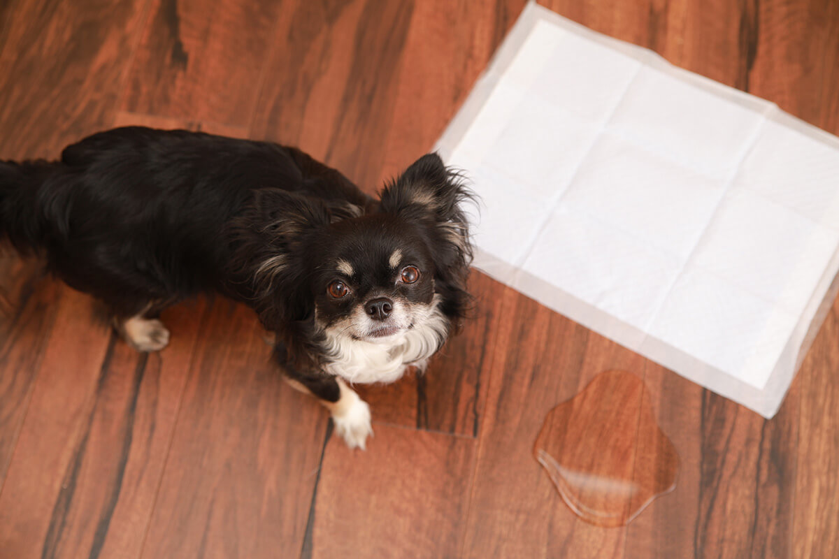 犬の尿石症の症状
