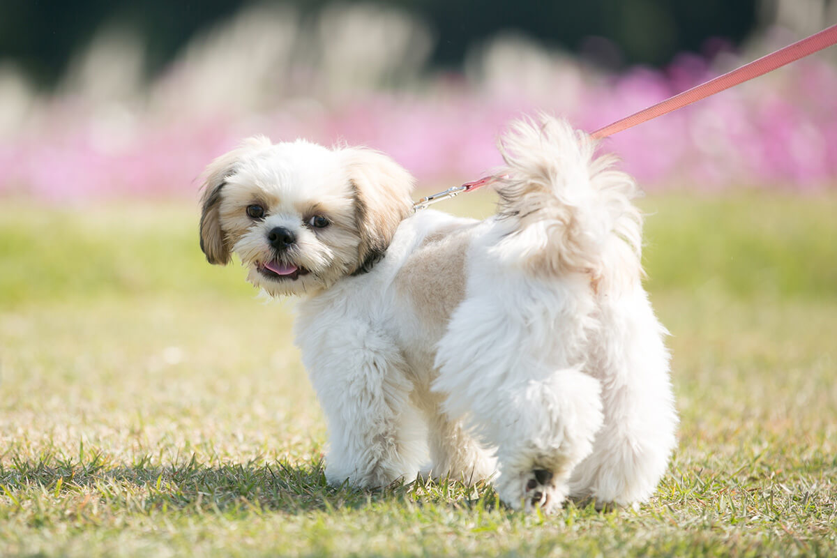 犬の尿石症の予防・対策