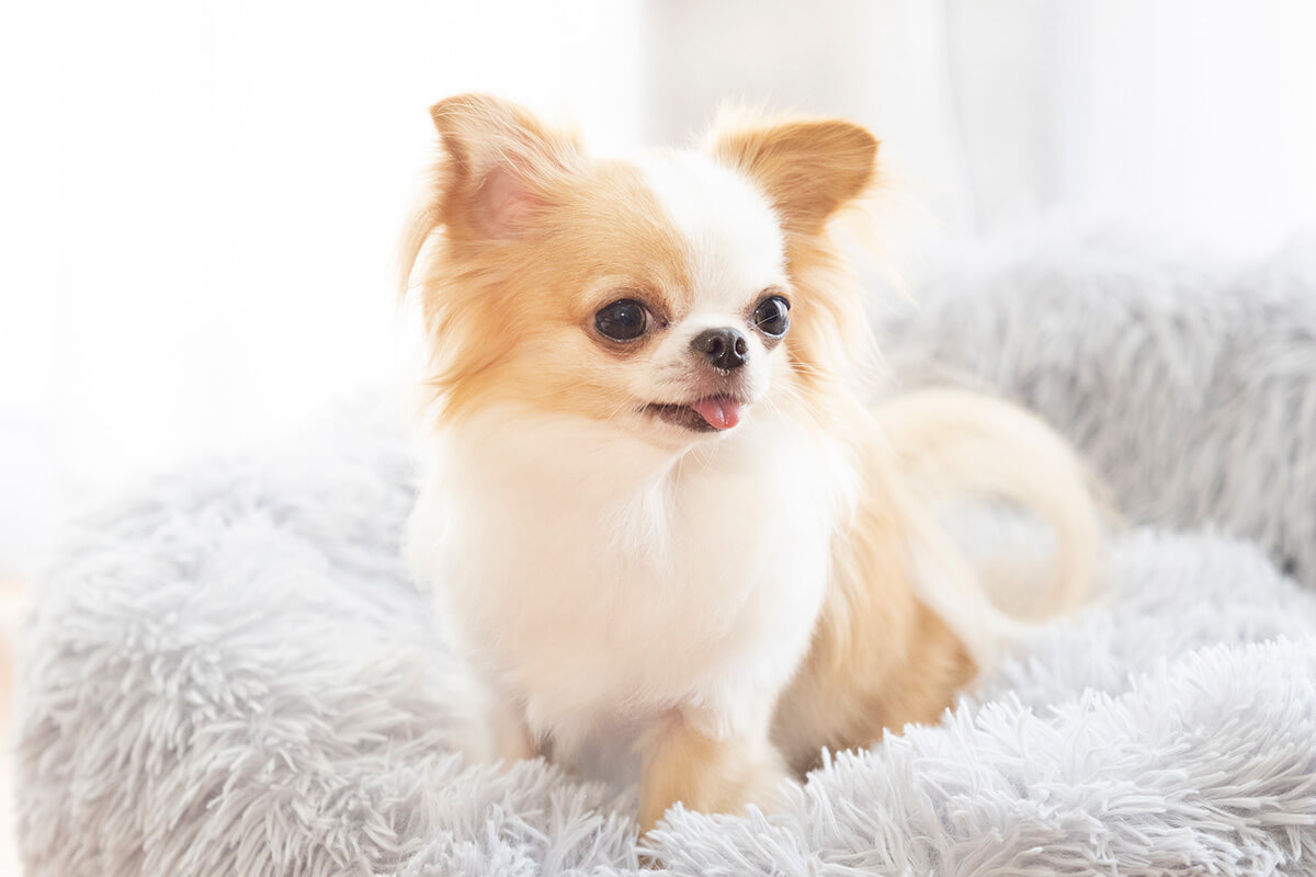 犬の尿石症の早期発見