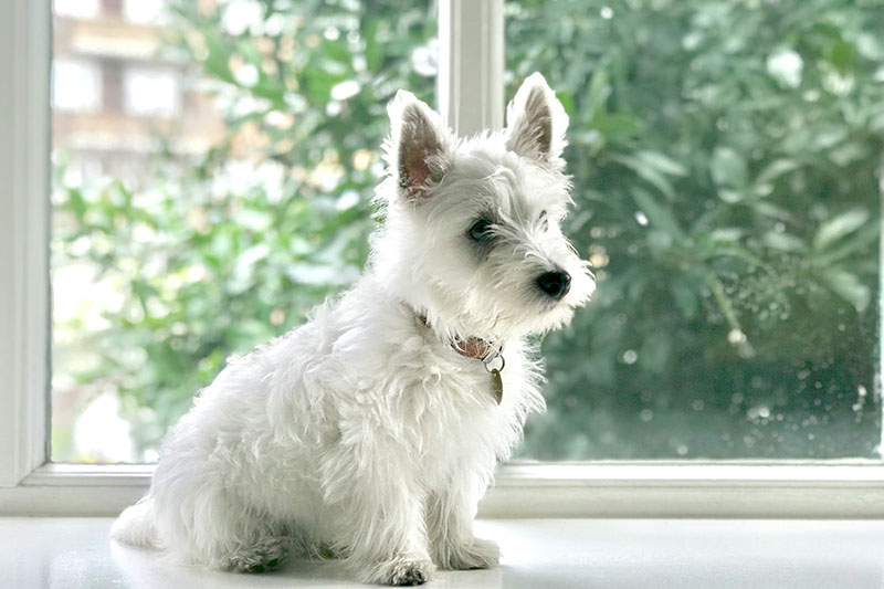 犬がたくさん水を飲む原因 
