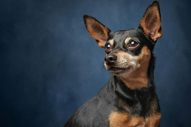 多飲はどうやって判断すればよいの?