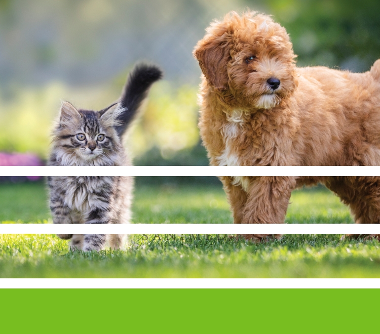 犬猫画像