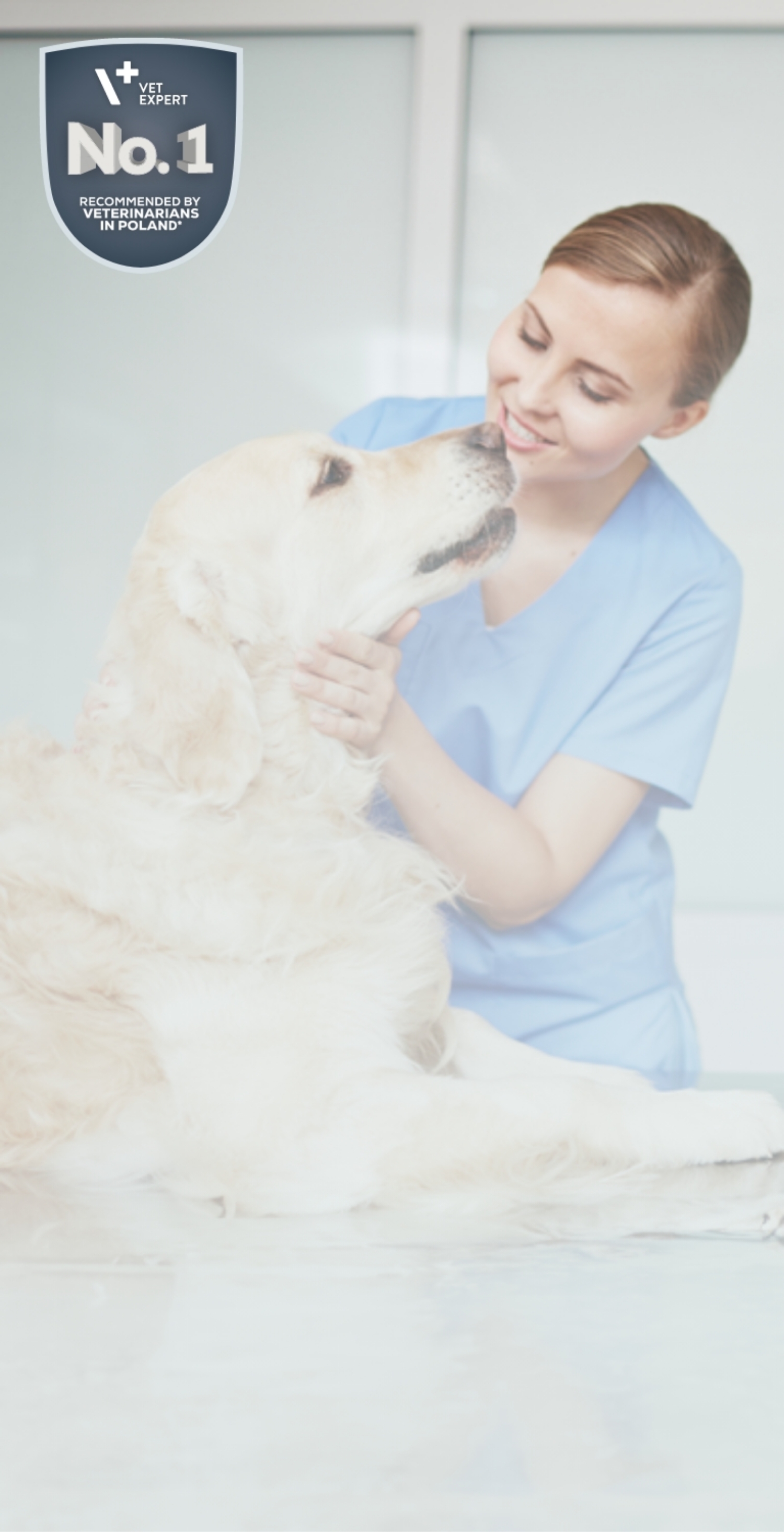 犬猫画像