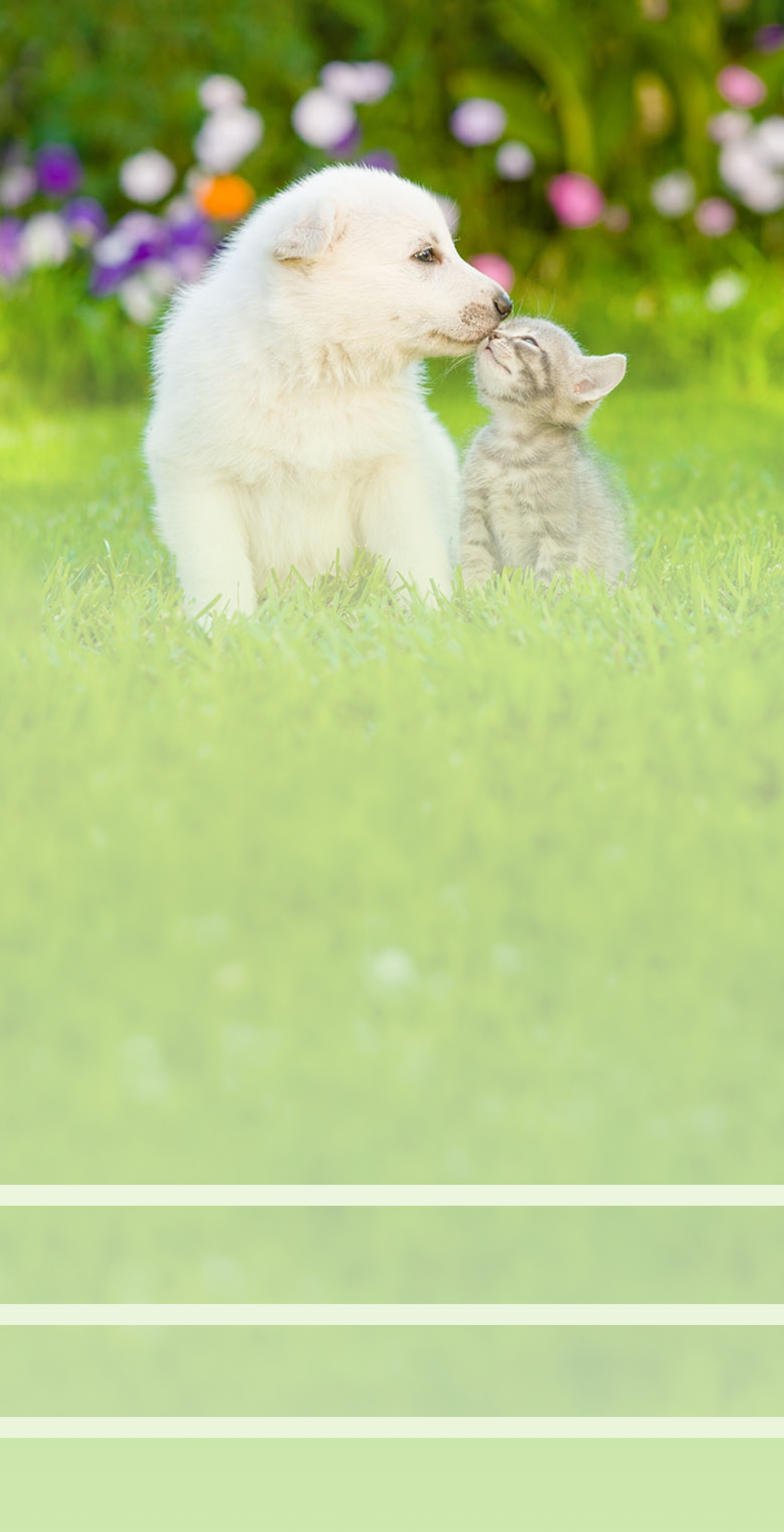 犬猫画像
