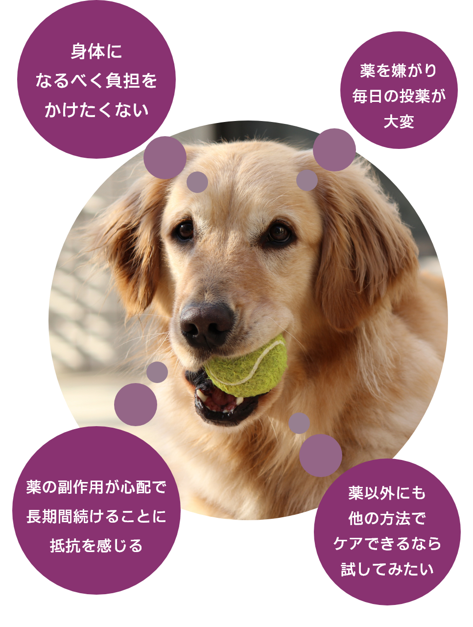 突発性てんかんの犬の悩み