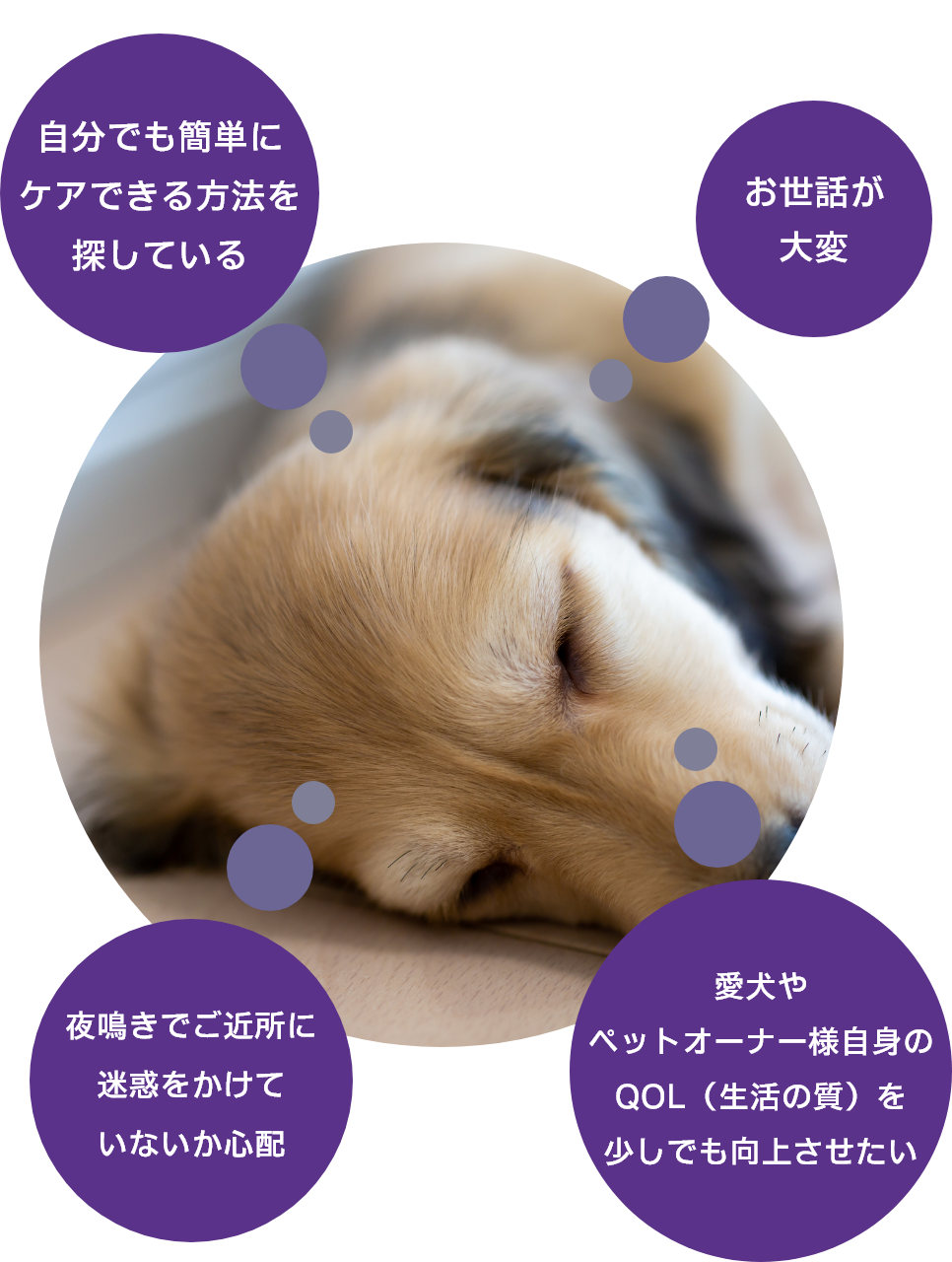 認知機能不全症候群の犬の悩み